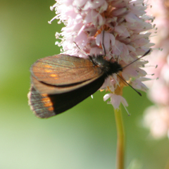 Erebia pharte