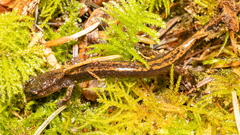 Plethodon dunni