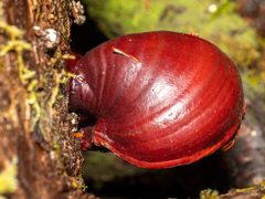 Ganoderma oregonense