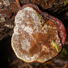 Ganoderma oregonense