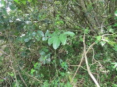 Allocassine laurifolia