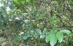 Allocassine laurifolia