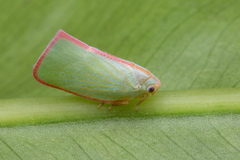 Sanurus