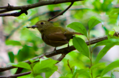 Schiffornis virescens