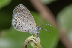 Zizula hylax pygmaea
