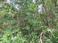 Allocassine laurifolia