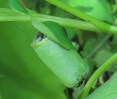 Attelabidae