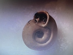 Planorbidae