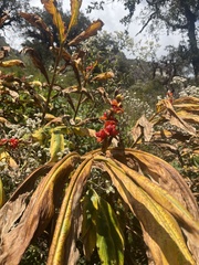 Hedychium spicatum