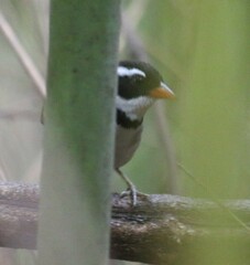 Arremon flavirostris