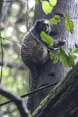 Callithrix penicillata