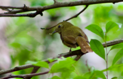 Schiffornis virescens