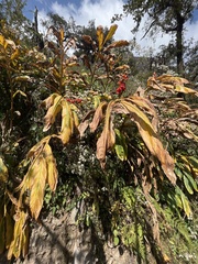 Hedychium spicatum