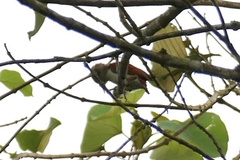 Dryobates callonotus