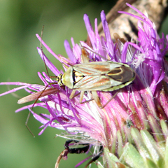 Calocoris roseomaculatus