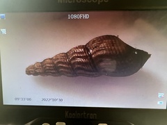 Melanoides tuberculata