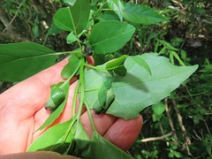 Attelabidae