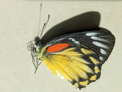 Delias descombesi