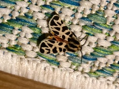 Apantesis incorrupta