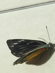 Delias descombesi