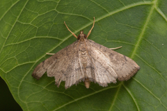 Protonoceras