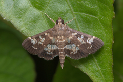 Sameodes abstrusalis