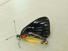 Delias descombesi