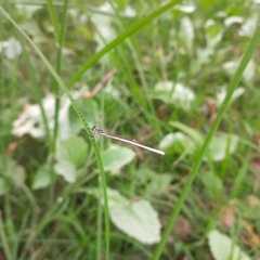 Agriocnemis lacteola