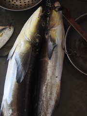 Rachycentron canadum