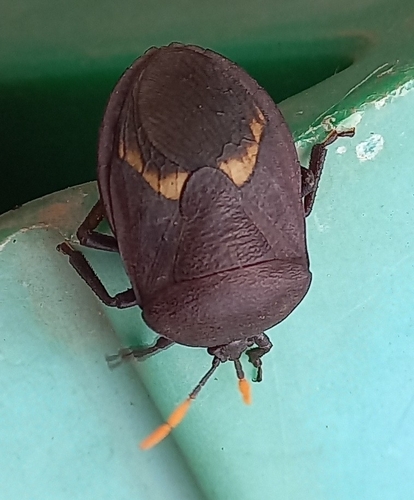 Watermelon Bug