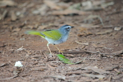 Myiothlypis leucoblephara