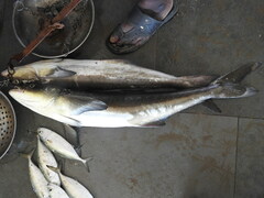 Rachycentron canadum