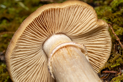 Wrinkled Cortinarius