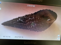 Melanoides tuberculata