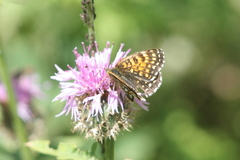 Melitaea diamina