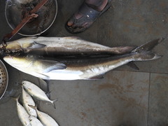 Rachycentron canadum