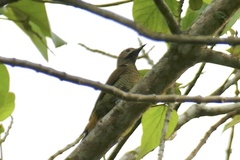 Colaptes rubiginosus
