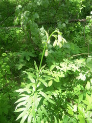 Lilium martagon pilosiusculum