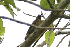 Colaptes rubiginosus