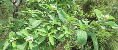Lippia javanica