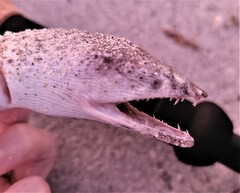 Echiophis intertinctus