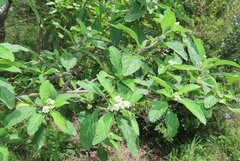 Lippia javanica