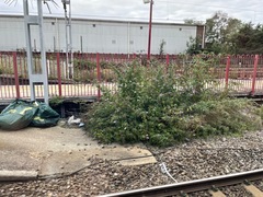 Buddleja davidii