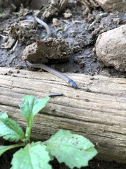 Aparallactus capensis