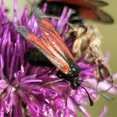 Zygaena purpuralis