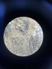 Trochalopteron variegatum