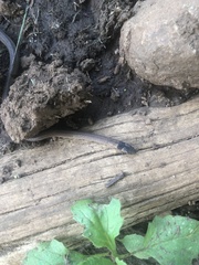 Aparallactus capensis