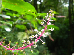 Phytolacca rivinoides image