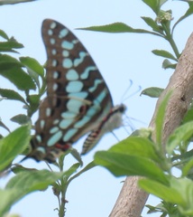 Graphium antheus