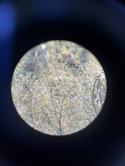 Trochalopteron variegatum